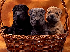 Basket Buddies